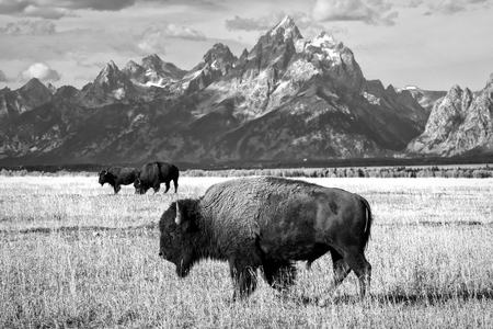 Group of Bison Grazing ieneath the Teton Mountains in Grand Teton National Parkの写真素材