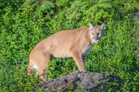 Mountain Lion Standing on a Rock with a Bright Green Backdropの写真素材
