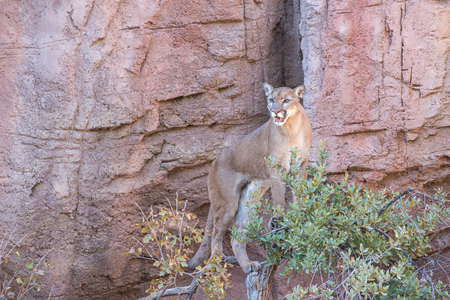 Mountain Lion Standing on top of a Treeの写真素材