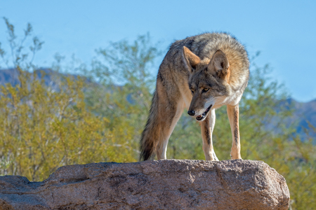 Coyote Turning on a Rock in the Desert Southwestの写真素材