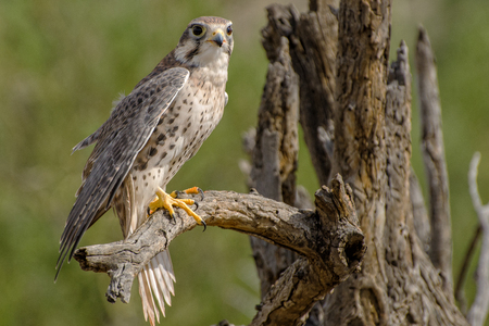 Prairie Falcon, Perched in a Dead Treeの写真素材