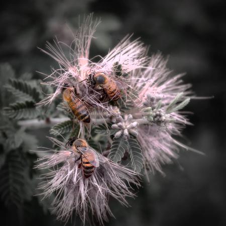 Bees gathering Pollen from a Baja Fairy Dusterの写真素材