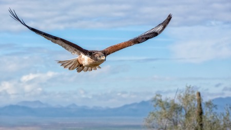 Ferruginous Hawk in Flight with Mountains and Sky as Backgroundの写真素材
