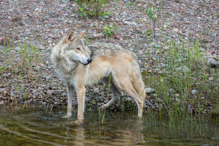 Tundra Wolf standing just within the Shoreline of a Watering Hole