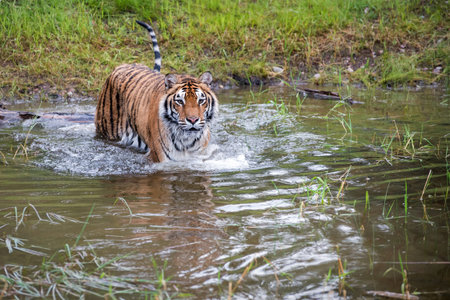 Tiger Wading through Water with Ripples and some Reflection