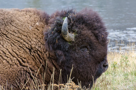 Portrait of a Bison laying down near Madison River in Yellowstone National Park