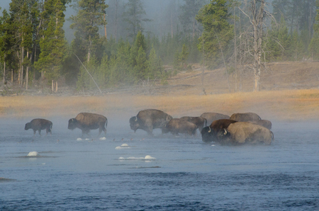 Buffalo (Bison) Fording Firehole River as the Steam Rises in the Early Morningの写真素材