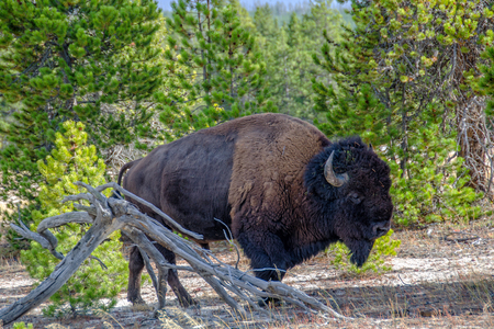 American Bison in the Forest in Yellowstone National Park, Wyomingの写真素材