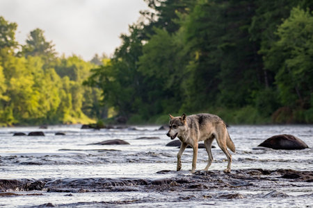 Grey Wolf walking across Rocks in a Flowing River