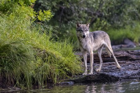 Grey Wolf poised on the Rocky Bank of a Flowing Riverの写真素材