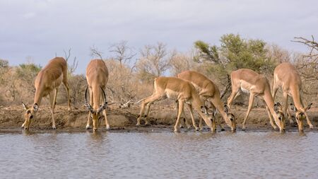 Group of Five Impala with their Heads Lowerec to Drink at the Waterholeの写真素材