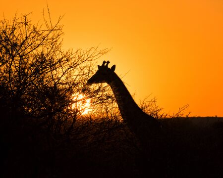 Silhouette of a Solitary Giraffe at Sunset in South Africaの写真素材