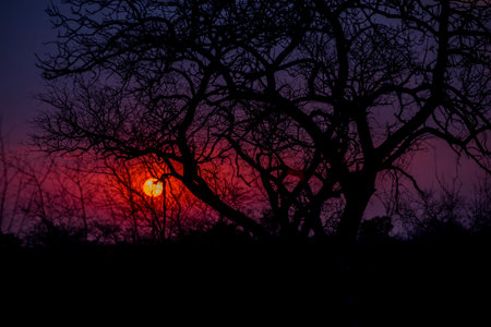 Lacy Silhouette of Tree Branches against an African Sunset