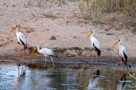 Yellow-billed Storks with Reflections, Mala Mala, South Africa