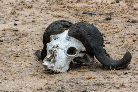 Cape Buffalo Skull Decomposing in the African Sun