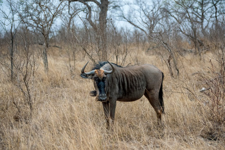 Wildebeest or Gnu in South African Savanna