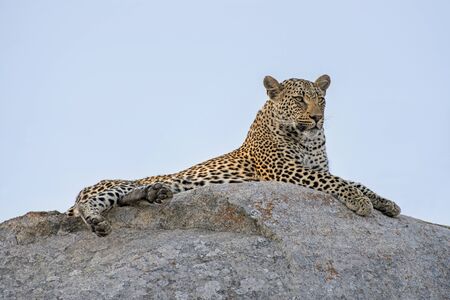 Male Leopard surveying his Domain atop a Rocky Ledge in South Africaの写真素材