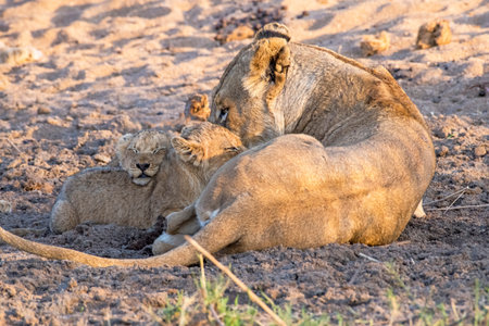 Lioness Nursing and Caring for her Cubs near Sunset in Mala Mala, South Africaの写真素材