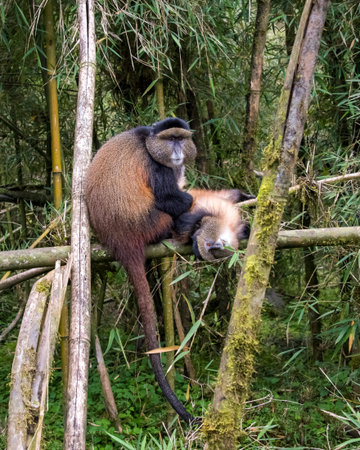 Golden Monkeys grooming in Volcanoes National Park, Rwanda