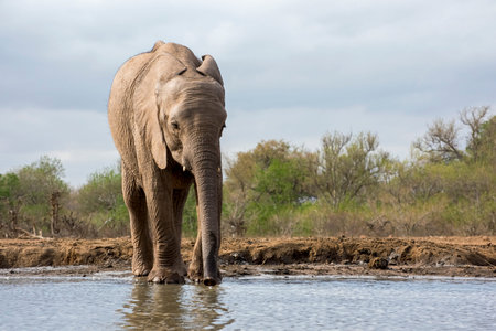 Young Calf Elephant Drinking at the Waterhole in Botswana, Africaの写真素材