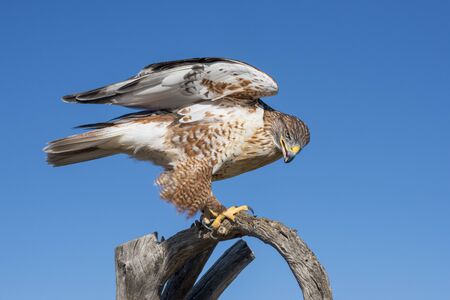 Ferruginous Hawk Ready to take Flightの写真素材