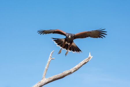 Harris Hawk coming in for a Landing Isolated on Blue Skyの写真素材