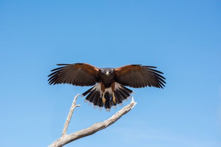 Harris Hawk coming in for a Landing Isolated on Blue Skyの写真素材