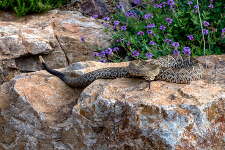 Hissing Mexican West Coast Rattlesnake Coiled on a Garden Boulder
