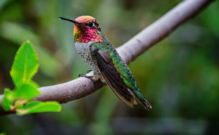 Male Annas Hummingbird Sitting on a Branch showing Gorgetの写真素材