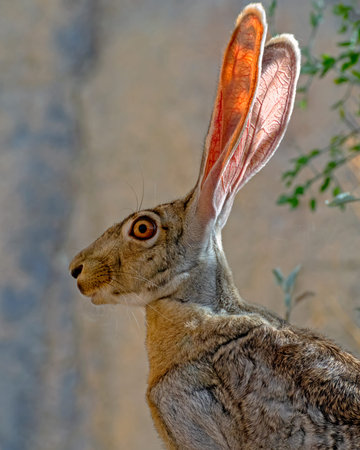 Close-up Portrait of a Black-tailed Jackrabbit