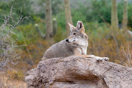 Coyote Resting on a rock in the Sonoran Desert in Southern Arizonaの写真素材