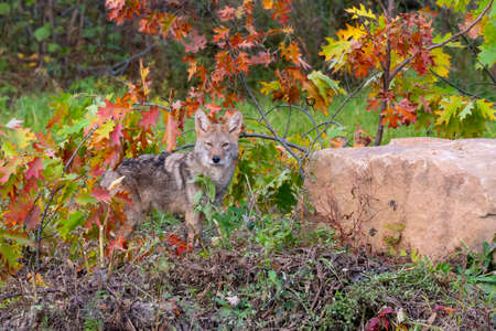 Coyote in the Woods with Autumn Colorsの写真素材