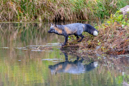 Cross Fox in Autumn with Reflection in Water