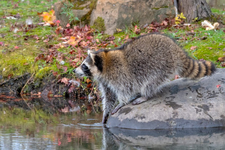 Raccoon Looking over the Water with one Paw in the Water