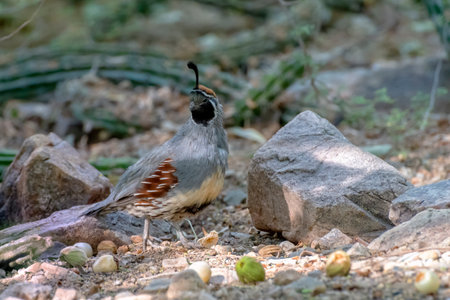 Male Gambels Quail in Arizona Desertの写真素材