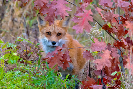 Red Fox Peeking through Colorful Fall Leaves