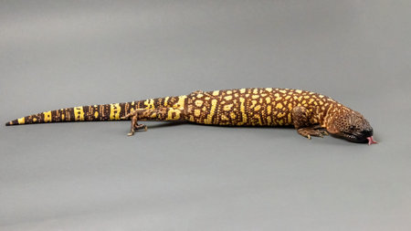 Hissing Mexican Beaded Lizard Isolated on a Grey Background