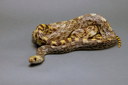Gopher Snake Isolated on a Grey Background