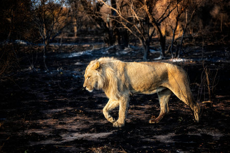 Young Male Lion walking through a Burned Forest