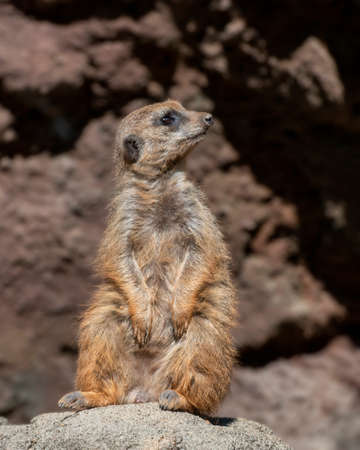 Meerkat Sentinel on Lookout Rockの写真素材