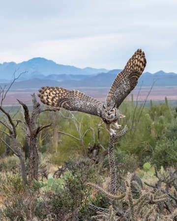 Great Horned Owl taking off in Flightの写真素材