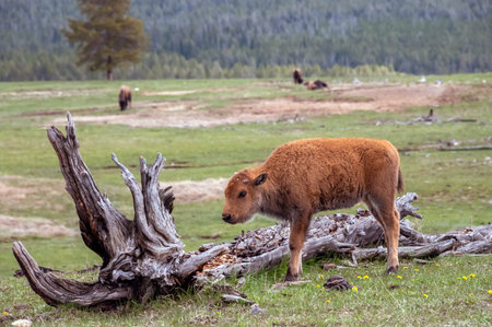 American Bison Calf in Yellowstone National Park