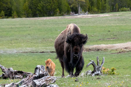 American Bison with Calf in Yellowstone National Parkの写真素材