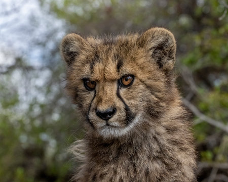 Cheetah Cub with a Cute Scowling Expressionの写真素材