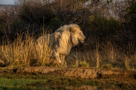 Portrait of a Male Lion in the Evening Lightの写真素材