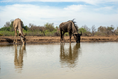 Wildebeest and Kudu Reflections at watering hole in Botswanaの写真素材