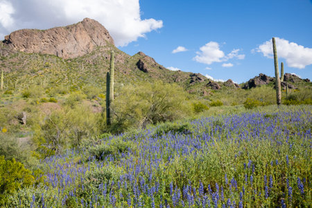 Blooming Flowers in the Sonoran Desert at Picacho Peak State Parkの写真素材