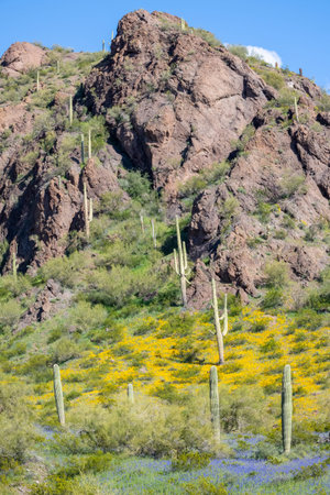 Blooming Flowers in the Sonoran Desert at Picacho Peak State Parkの写真素材