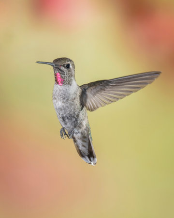 Immature Male Annas Hummingbird in Flightの写真素材