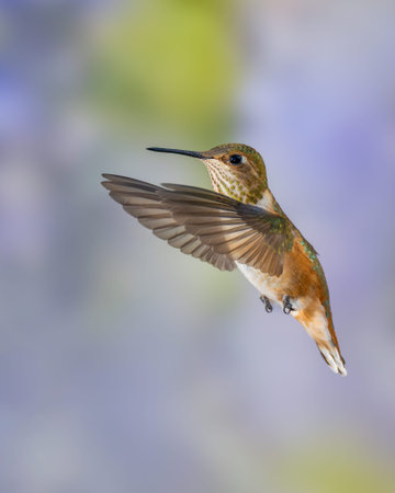 Immature Male Rufous Hummingbird in Flightの写真素材